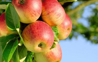 Наверное, ни один фрукт не упоминается так часто в легендах и сказках, как яблоко. Причем популярен этот образ по всему миру.