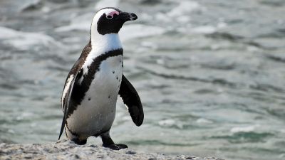Но для спасения единственного вида пингвинов в Африке необходимы и другие меры, считают ученые. Фото: wikimedia.org.