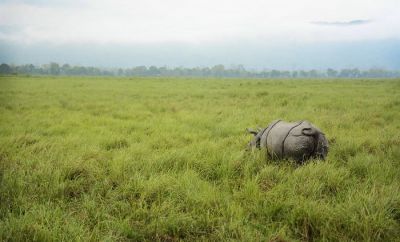 Индийский носорог в национальном парке Казиранга, штат Ассам, Индия. Фото: Siddarth Machado / Flickr.com.