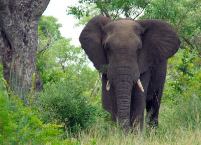 Правда ли, что слоны опасны?