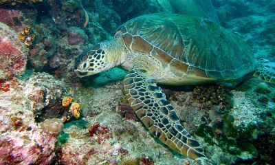 Зеленая морская черепаха (Chelonia mydas). Фото: Wikimedia Commons.