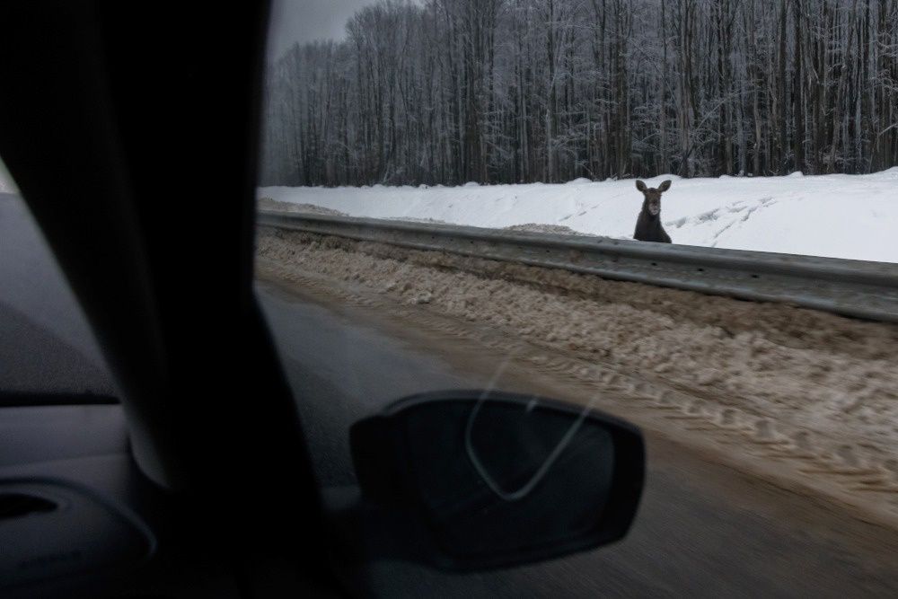 Шум автомобилей пугает диких животных, поэтому на дорогу они выбегают стремительно. Фото: Сергей Елагин / Бизнес Online / ТАСС.