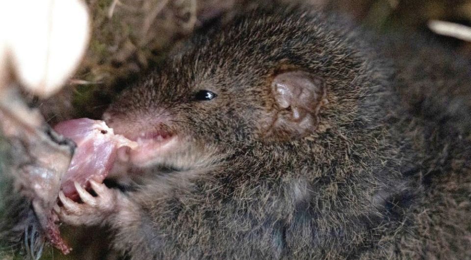 Темная сумчатая мышь (Antechinus mimetes mimetes) поедает останки сородича. Фото: Andrew M. Baker et al. / Australian Mammalogy, 2024.