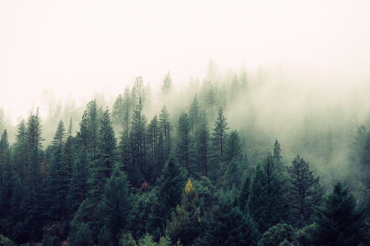 Одними только посадками леса бороться с изменением климата и смягчить его последствия не получится.