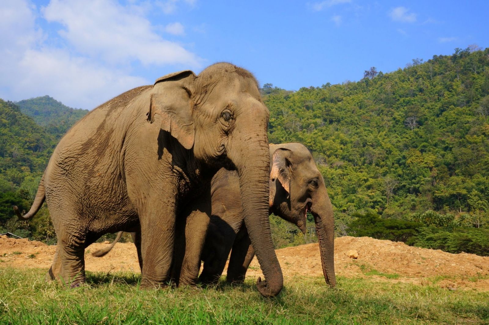Таиланд и слоны неразрывны на протяжении многовековой истории Таиланда