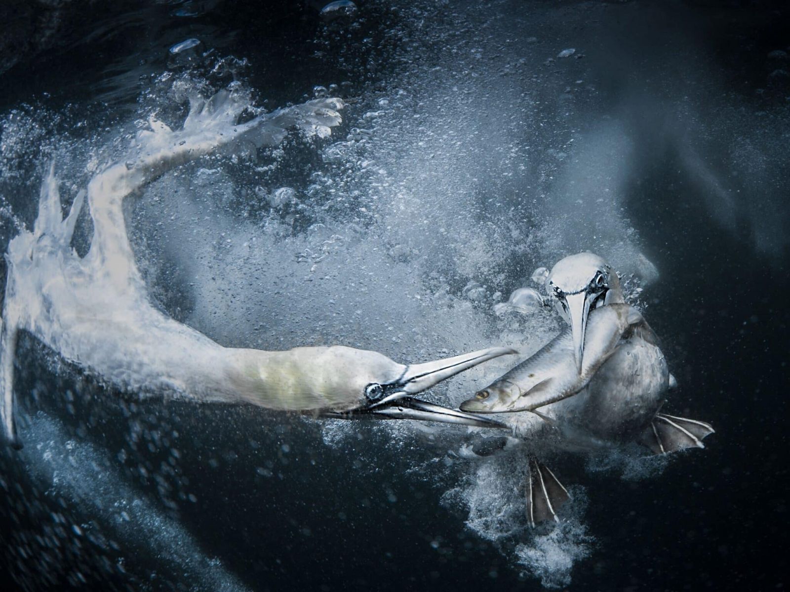 Снимок абсолютного победителя конкурса, олуши под водой. Фото: Tracey Lund.