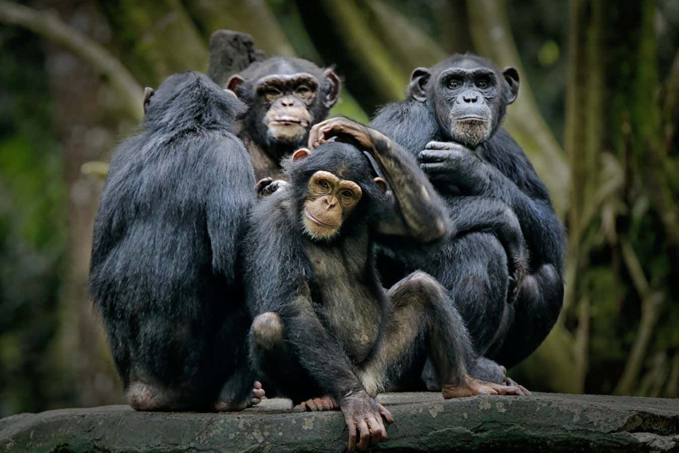 Большинство районов с высокой плотностью популяции горилл, бонобо и обыкновенных шимпанзе, находятся в областях месторождений полезных ископаемых. Фото: Shutterstock, Ari Wid.