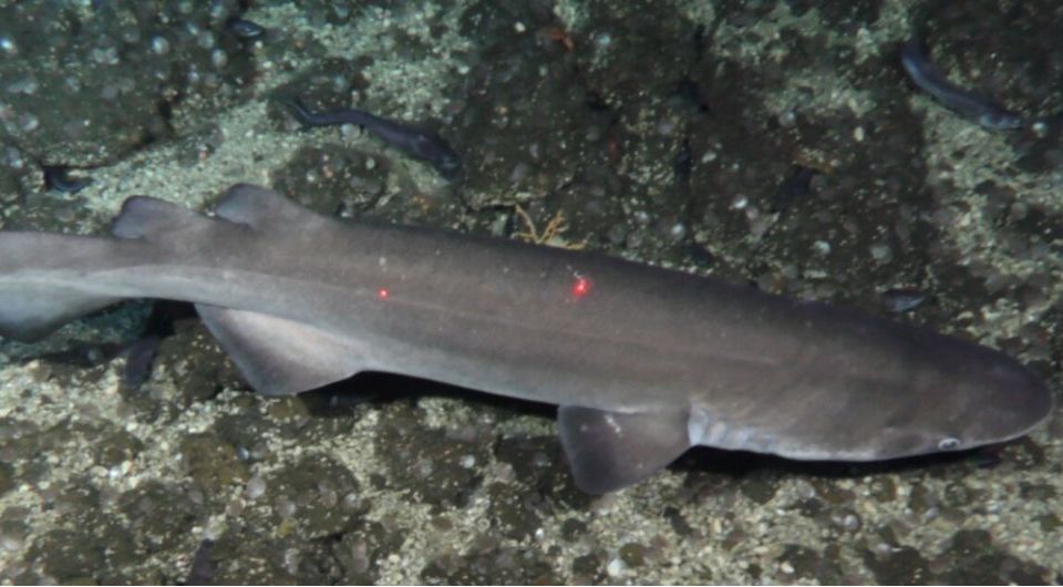 Тихоокеанская бляшкошипая акула (Echinorhinus cookei). Фото: Stefanie Kaiser et al. / Journal of Fish Biology, 2024.