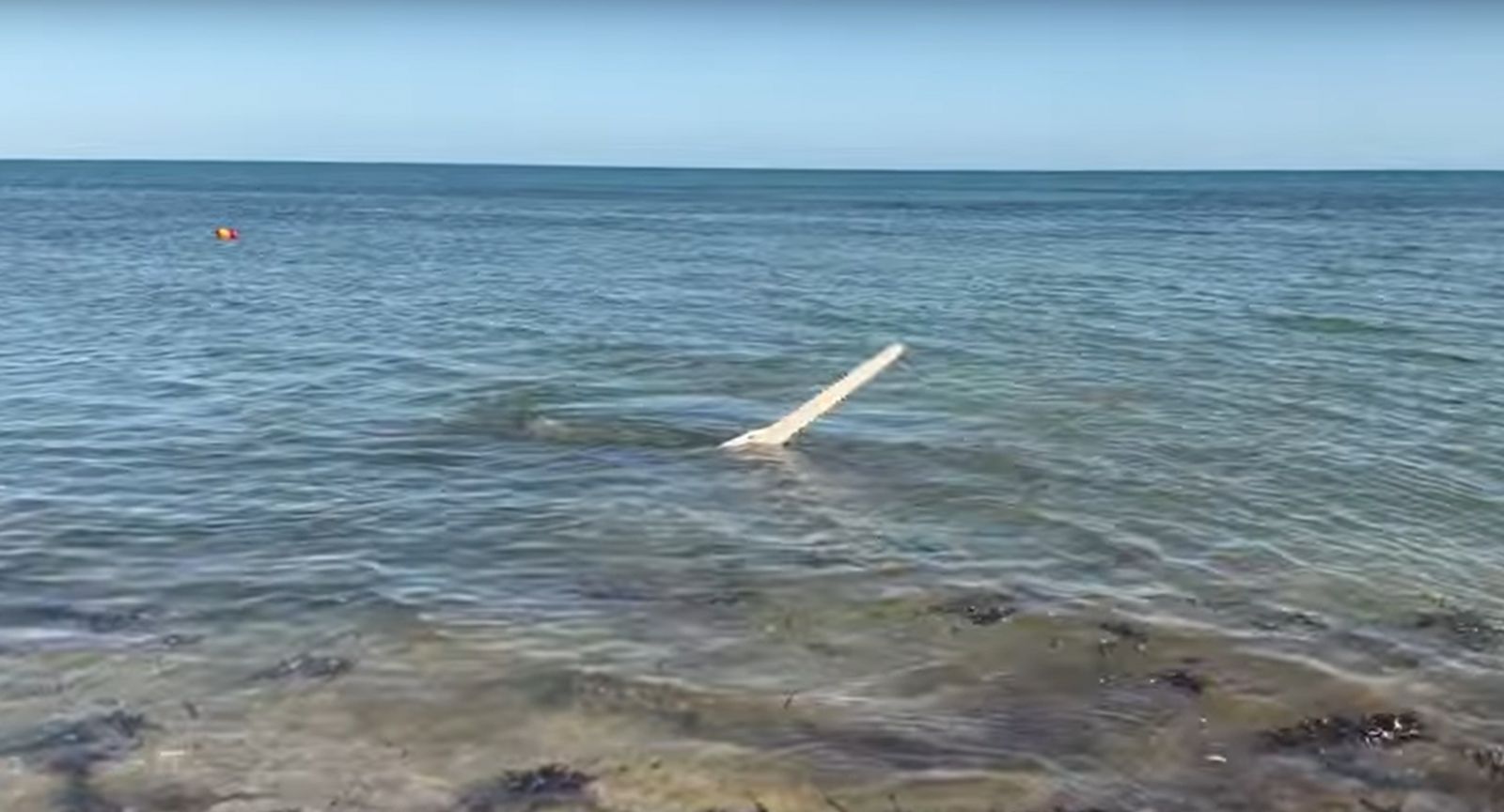 Гребенчатый пилорыл (Pristis pectinata) плавает кругами у побережья Флориды. Кадр из видео.