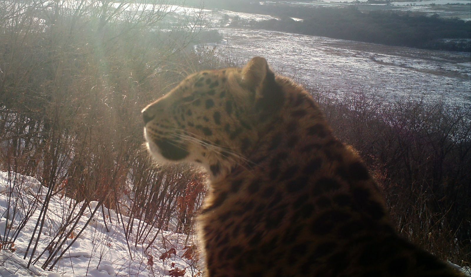 Фото: leopard-land.ru.