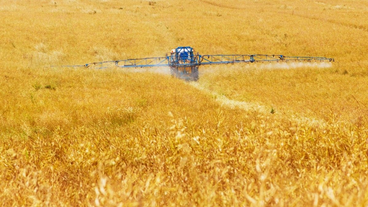 Министерство сельского хозяйства РФ прогнозирует хороший урожай зерновых в 2024 году