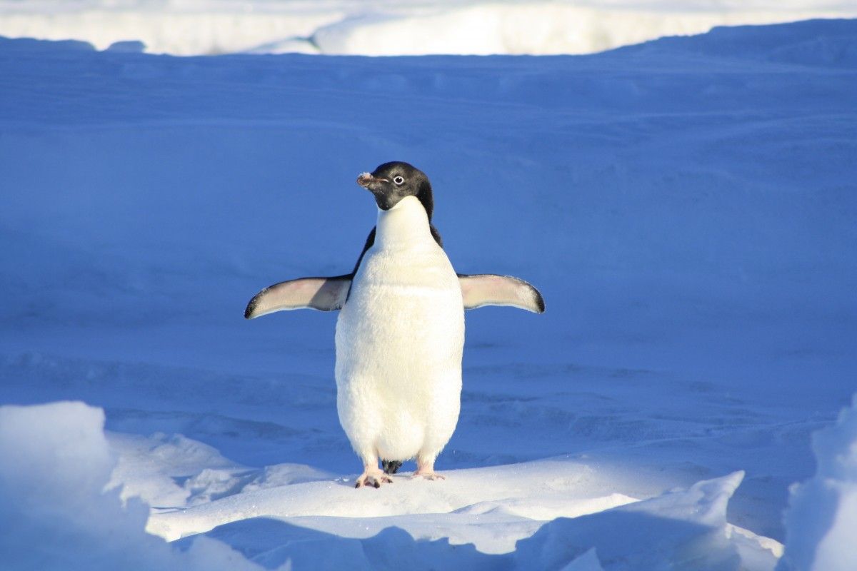 Пингвины — единственные на планете птицы, которые могут ходить в вертикальном положении.