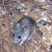 С виду мышь как мышь, а вот, поди ж ты - новая (фото Thomas Cucchi/Durham University).