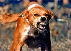 В Бухаресте собака загрызла японца