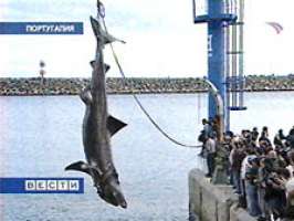 Гигантская акула попалась в сети. Фото: Вести.ру