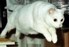 Кошка в прыжке. Фото с сайта http://lj.onas.ru