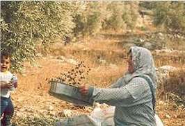 В Израиле сохранились персики и оливы древней Масады. Фото: MIGnews.com