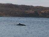 Краткосрочный «визит» во Владивосток нанесли киты