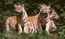 Амурские тигры. Фото с сайта http://predator-tiger.narod.ru