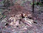 Участились случаи незаконной вырубки деревьев. Фото: НР