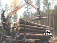 Незаконная вырубка леса. Фото http://www.studio-41.com