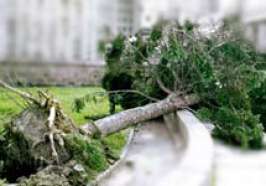 Последствия урагана. Фото с сайта http://www.grany.ru