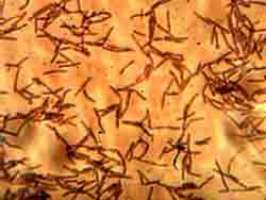 Бактерии. Фото с сайта www.apus.ru