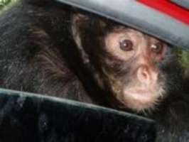 Подопытная обезьянка. Фото с сайта pics.autonews.ru