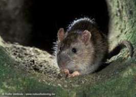 Численность крыс растет. Фото с сайта www.apus.ru