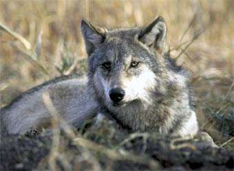 Волк. Фото с сайта wikipedia.org.