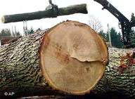 Вырубка древесины. Фото с сайта n-t.ru
