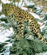 В Приморье обнаружены малыши дальневосточного леопарда