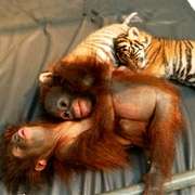 Маленькие орангутаны и тигрята сдружились в зоопарке (фото AP/Achmad Ibrahim).