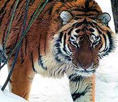 Амурский тигр. www.annews.ru