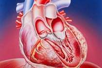 Британские ученые вырастили сердечные клапаны из стволовых клеток