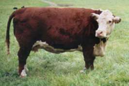 Аргентинские коровы будут производить инсулин