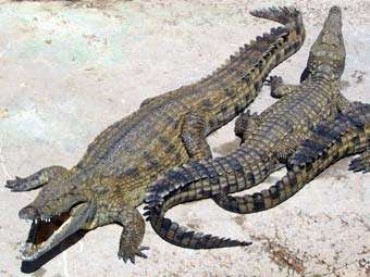  	
Нильские крокодилы. Фото с сайта wikipedia.org