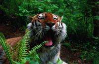 Охотохозяйство «Тигровое» будет развиваться на благо тиграм