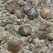 Окаменелые раковины плеченогого Onniella meeki (фото с сайта en.wikipedia.org).