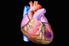 Стволовые клетки восстановили крысиные сердца после инфаркта