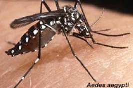 Пуэрто-Рико угрожает эпидемия лихорадки денге