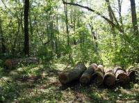 Эта древесина вырублена лесными ворами в защитных лесах