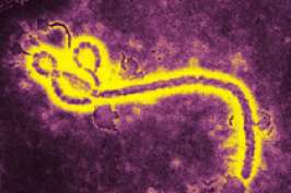 Власти Конго подтверждают вспышку лихорадки Эбола