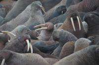 40 тысяч тихоокеанских моржей заполнили лежбище около чукотского села Рыркайпий