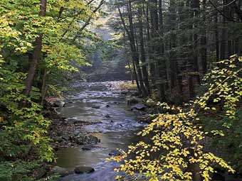  	
Лесной массив в Вермонте. Фото с сайта vtfpr.org
