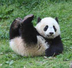 Гигантским пандам в Китае грозит голодная смерть