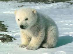 В Московском зоопарке пополнение - здесь родились белые медвежата. Фото: АМИ-ТАСС
