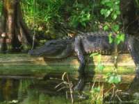 В Индии гибнут крокодилы-эндемики. Фото: АМИ-ТАСС