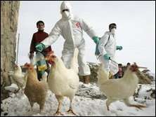 Птичий грип. Фото: Novosti.ua