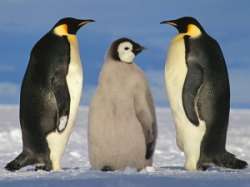 Экспедиция к пингвинам российских студентов-орнитологов. Фото: АМИ-ТАСС